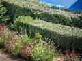 Almyros Beach Resort and Spa - Bild 11